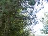 Jersey-Kiefer (Pinus virginiana)
