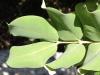 Johannisbrotbaum (Ceratonia siliqua) Blätter