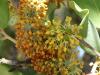 Johannisbrotbaum (Ceratonia siliqua) verblühte Blüte