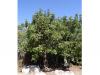 Johannisbrotbaum (Ceratonia siliqua) Baum
