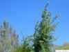 Kalifornische Eiche (Quercus lobata) Krone