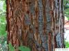 Kalifornische Eiche (Quercus lobata) Stamm / Borke / Rinde
