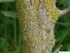 kalifornische Kastanie (Aesculus californica) Stamm / Rinde / Borke