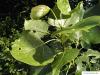 kanadische Pappel (Populus canadensis) Blätter