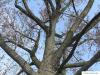 kanadische Pappel (Populus canadensis) Krone im Winter