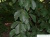 Kerb-Buche (Fagus crenata) Blätter am Zweig