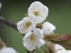 Kirsche (Prunus avium) Blüte