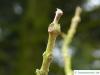 kleinblütiger Trompetenbaum (Catalpa ovata) Endknospe