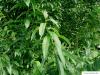 Knack-Weide (Salix fragilis) Blätter