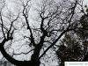 kolchischer Ahorn (Acer cappadocicum) Baumkrone im Winter