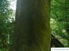 kolchischer Ahorn (Acer cappadocicum) Stamm / Rinde / Borke