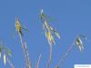 Korb-Weide (Salix viminalis) Äste