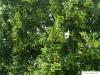 Krim-Linde (Tilia x euchlora) Blätter und Blüten