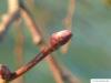 Krim-Linde (Tilia x euchlora) Endknospe