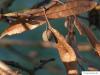 Krim-Linde (Tilia x euchlora) Frucht im Winter