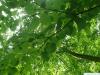 Kuchenbaum (Cercidiphyllum japonicum) Blätter