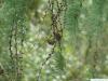 Lärche (Larix decidua) Zapfen im Sommer