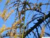 Lärche (Larix decidua) Äste im Herbst
