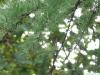 Lärche (Larix decidua) Äste im Sommer