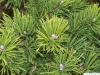 Latschenkiefer (Pinus mugo) Zweige