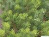 Latschenkiefer (Pinus mugo) Baum