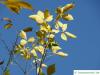 Lederstrauch (Ptelea trifoliata) Herbstfärbung