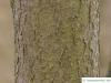 Lederstrauch (Ptelea trifoliata) Stamm / Rinde / Borke