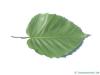 lindenblättrige Birke (Betula maximowicziana) Blatt-Unterseite