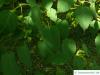 lockerblütiger-ahorn (Acer pectinatum) Blätter