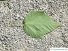 lockerblütiger-ahorn (Acer pectinatum) Blatt-Unterseite