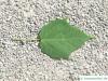 lockerblütiger-ahorn (Acer pectinatum) Blatt