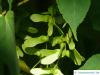 lockerblütiger-ahorn (Acer pectinatum) Frucht / geflügelte Nüsschen