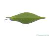 Lotuspflaume (Diospyros lotus) Blatt-Unterseite