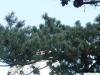 Mädchen-Kiefer (Pinus parviflora) Ast