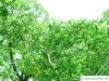 Mazedonische Eiche (Quercus trojana) Krone im Sommer