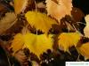 mongolische Linde (Tilia mongolica) gelbe bis orange Herbstfärbung
