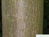 mongolische Linde (Tilia mongolica) Stamm / Rinde / Borke