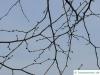 mongolische Linde (Tilia mongolica) Zweige im Winter