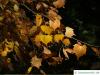 mongolische Linde (Tilia mongolica) Zweige und Blätter im Herbst