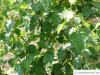 Moor-Birke (Betula pubescens) Blätter