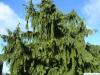 Nutka-Zypresse (Chamaecyparis nootkatensis 'Pendula') Baum