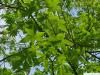 Ohio Kastanie (Aesculus glabra) Blätter