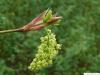 Oregon-Ahorn (Acer macrophyllum) im Austrieb