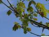 Oregon-Ahorn (Acer macrophyllum) Blüten