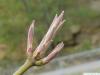 Oregon-Ahorn (Acer macrophyllum) Knospen im April