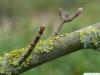 Oregon-Ahorn (Acer macrophyllum) Seitenknospen