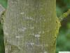 Oregon-Ahorn (Acer macrophyllum) trunk / bark