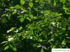 Rot-Erle (Alnus rubra) Blätter