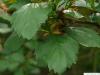 Oregon Weißdorn (Crataegus douglasii) Blätter