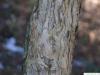 Oregon Weißdorn (Crataegus douglasii) Stamm / Rinde / Borke
